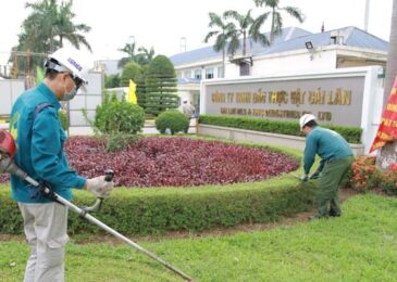 Top 10 dịch vụ chặt cây TPHCM tốt và uy tín nhất