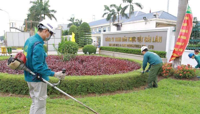 Dịch vụ chặt cây TPHCM Công ty Ánh Sao